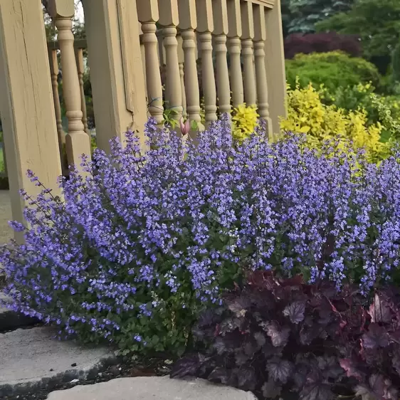 Nepeta 'Purrsian Blue' ℗ - Walters Gardens, Inc