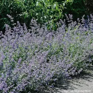 Nepeta 'Six Hills Giant' - image 1