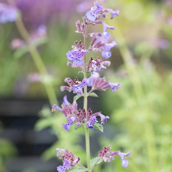 Nepeta 'Six Hills Giant' 2L - image 1