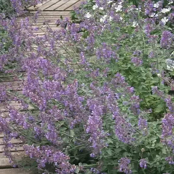 Nepeta 'Six Hills Giant' 2L - image 2