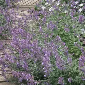 Nepeta 'Six Hills Giant' 2L - image 2