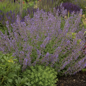 Nepeta racemosa 'Walker's Low' 3L