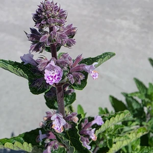 Nepeta 'Wild Orchid' - image 1