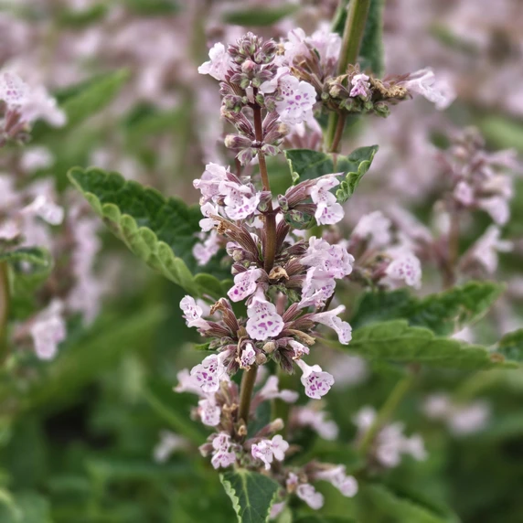Nepeta 'Wild Orchid' - image 1