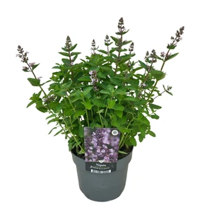 Nepeta 'Wild Orchid' - image 2
