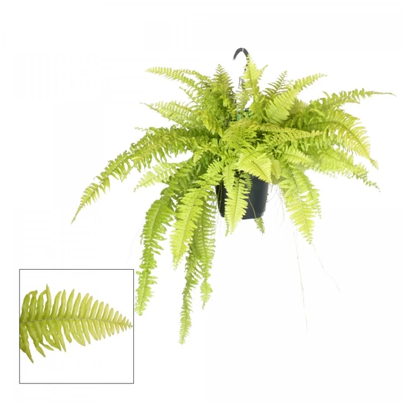Nephrolepis 'Blonde' 12cm - image 2
