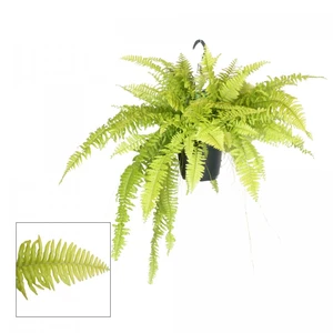 Nephrolepis 'Blonde' 12cm - image 2