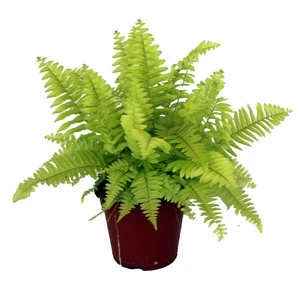 Nephrolepis 'Blonde'