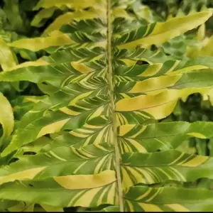 Nephrolepis exaltata 'Tiger' 20cm Hanging Pot - image 1