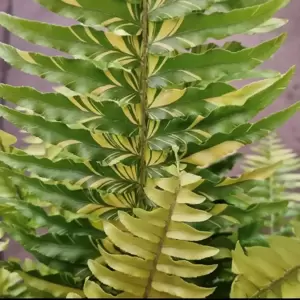 Nephrolepis exaltata 'Tiger' 20cm Hanging Pot - image 2