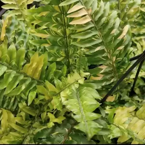 Nephrolepis exaltata 'Tiger' 20cm Hanging Pot - image 3