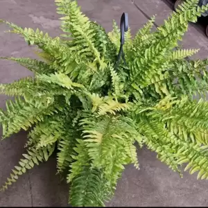 Nephrolepis exaltata 'Tiger' 20cm Hanging Pot - image 4