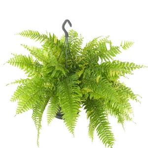 Nephrolepis exaltata 'Tiger' 20cm - image 4