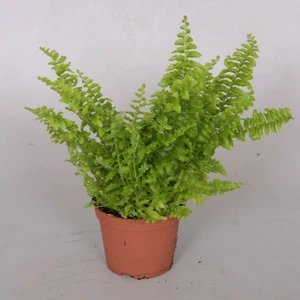 Nephrolepis exaltata 'Fluffy Ruffle' - image 1