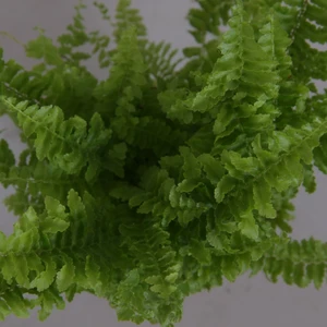 Nephrolepis exaltata 'Fluffy Ruffle' - image 2