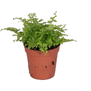 Nephrolepis exaltata 'Green Fantasy'