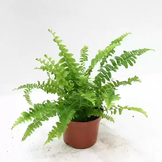 Nephrolepis exaltata 'Green Lady' 8.5cm - image 2