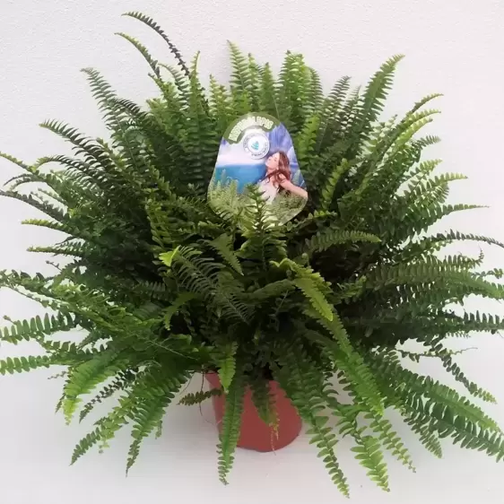 Nephrolepis exaltata 'Green Lady' 21cm Hanging Pot - image 3