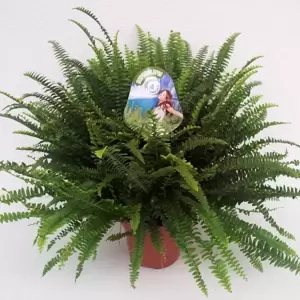 Nephrolepis exaltata 'Green Lady' 17cm - image 2