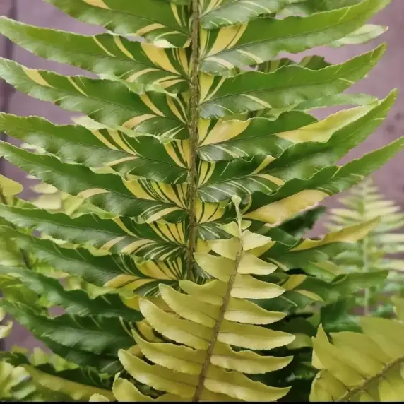 Nephrolepis exaltata 'Tiger' 20cm - image 3