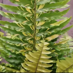 Nephrolepis exaltata 'Tiger' 20cm - image 3