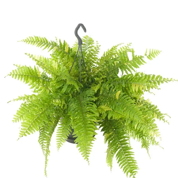 Nephrolepis exaltata 'Tiger' 20cm - image 4