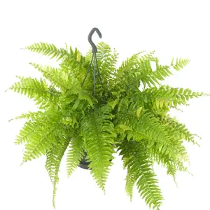 Nephrolepis exaltata 'Tiger' 20cm - image 4