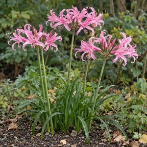 Nerine bowdenii 'Amandi’ - image 2