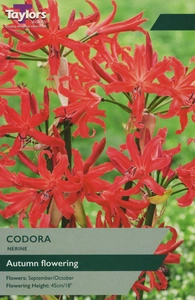 Nerine bowdenii Codora