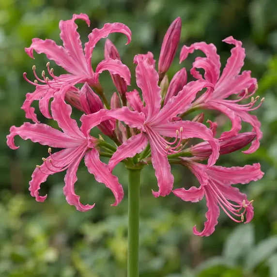 Nerine bowdenii 'Isabel' - image 1