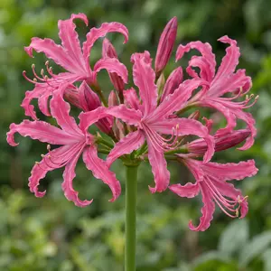 Nerine bowdenii 'Isabel' - image 1