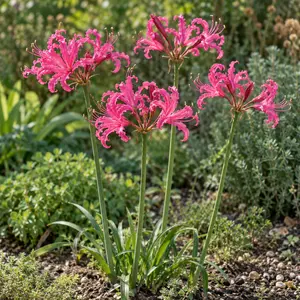 Nerine bowdenii 'Isabel' - image 2