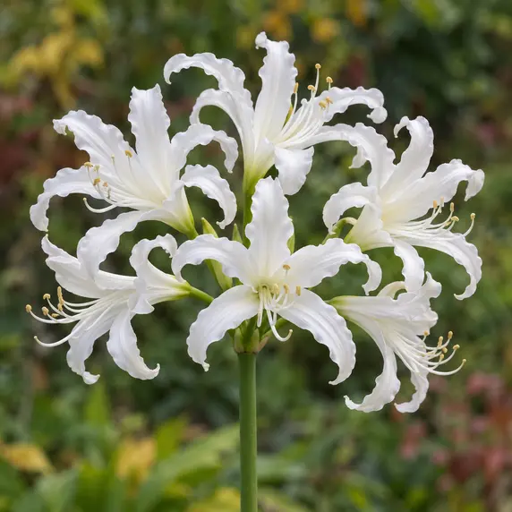 Nerine bowdenii 'Like a Virgin' - image 1
