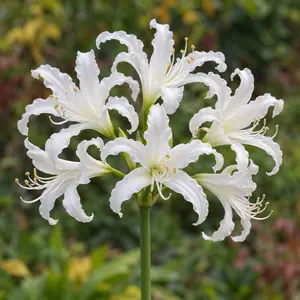 Nerine bowdenii 'Like a Virgin' - image 1