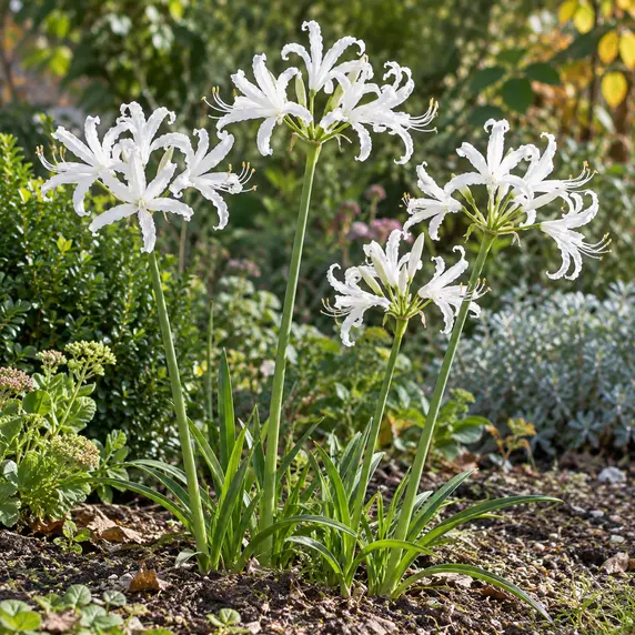 Nerine bowdenii 'Like a Virgin' - image 2