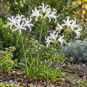 Nerine bowdenii 'Like a Virgin' - image 2
