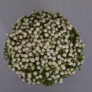Nertera granadensis 'Marleen' - image 2