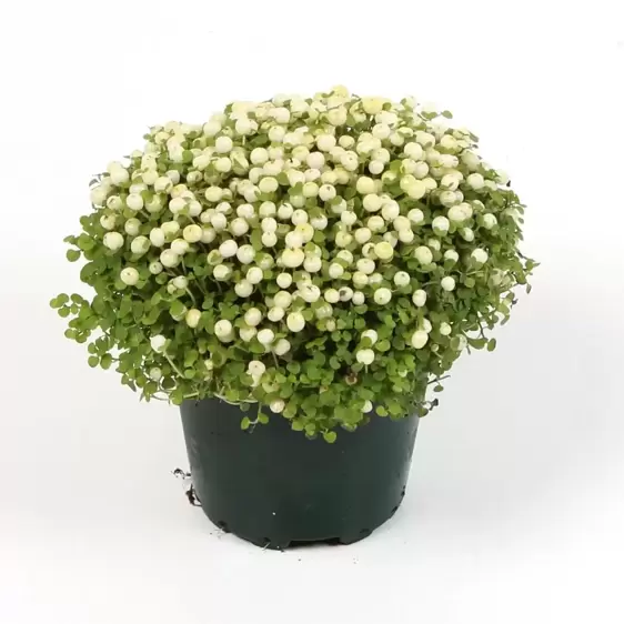 Nertera granadensis 'Marleen' - image 1