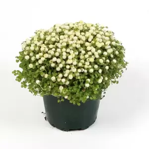 Nertera granadensis 'Marleen' - image 1