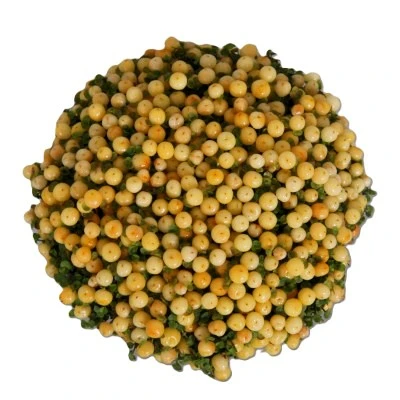 Nertera granadensis 'Suzanne' - image 2