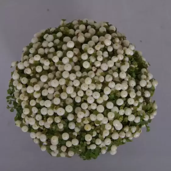 Nertera granadensis 'White' - image 2