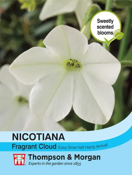 Nicotiana Fragrant Cloud - image 1