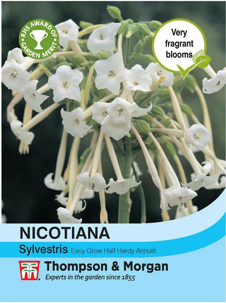 Semi Di Nicotiana Miscuglio Nr.25 – Fiori Profumati Da Seminare A Febbraio-Marzo
