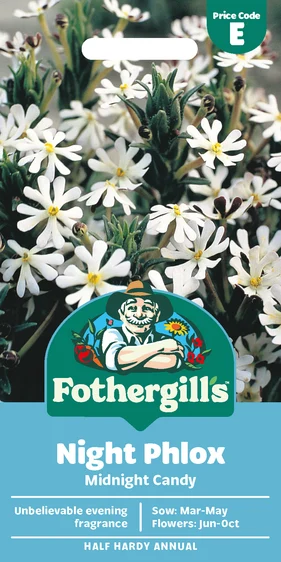 Night Phlox Midnight Candy - image 1