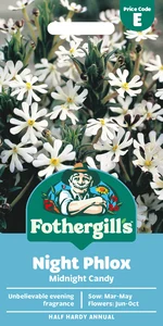 Night Phlox Midnight Candy - image 1