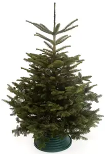 Noble Fir Fresh Cut