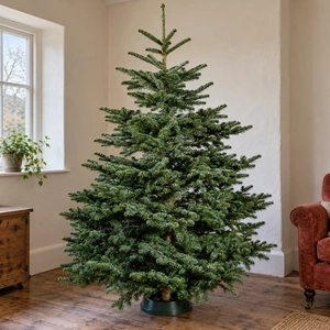 Noble Fir Fresh Cut Christmas Tree