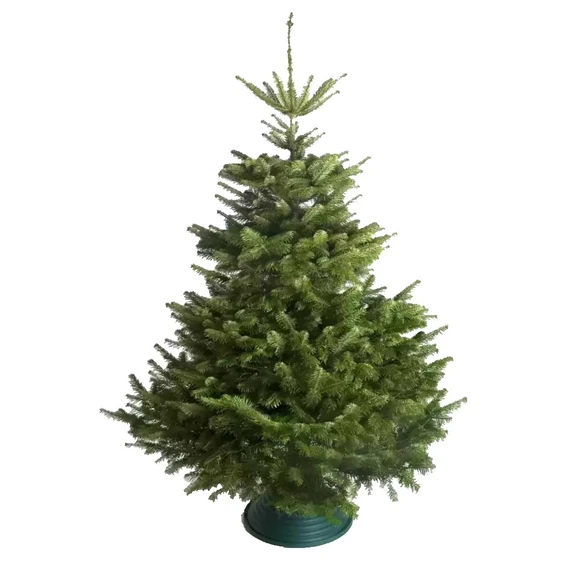 Nordmann Fir Slim Fresh Cut Tree 5-6ft (150-175cm) - image 1