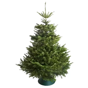 Nordmann Fir Fresh Cut Christmas Tree