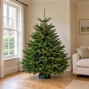 Nordmann Fir Fresh Cut Christmas Tree